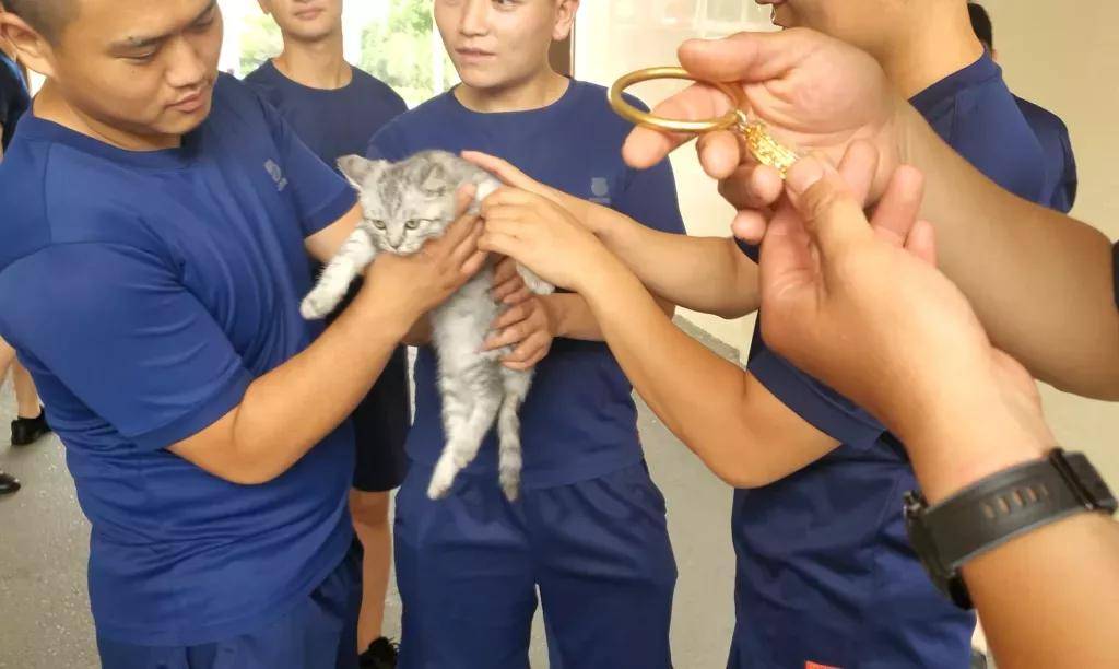 保貓還是保鐲子？小貓咪被3萬的金鐲子卡住腦袋……