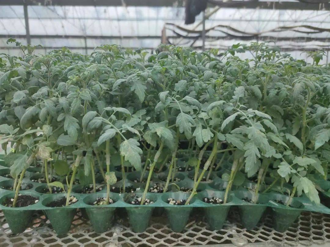 听说,一点酸无限甜的光坡圣女果苗苗要下田啦~_手机搜狐网