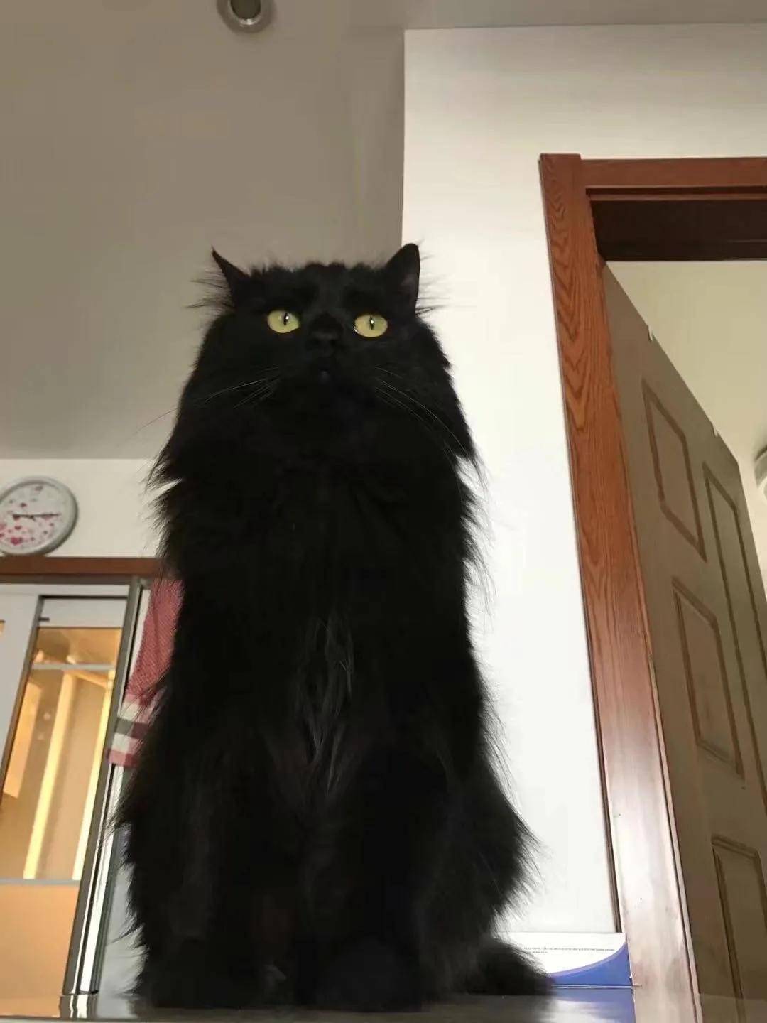 黑猫的颜值有多高？看到第一只我就被帅哭了！-搜狐大视野-搜狐新闻