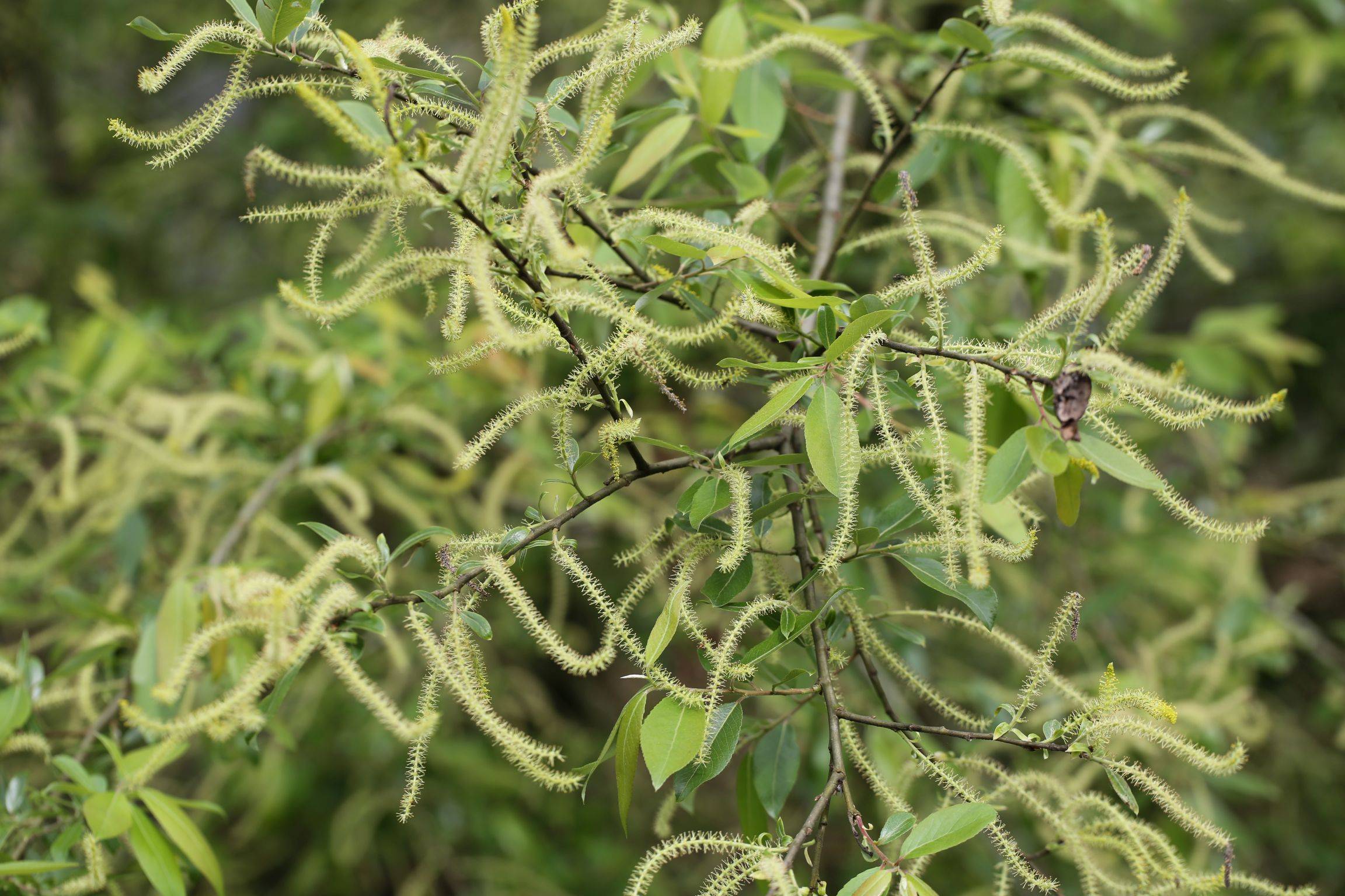 庆元植物1314杨柳科柳属银叶柳