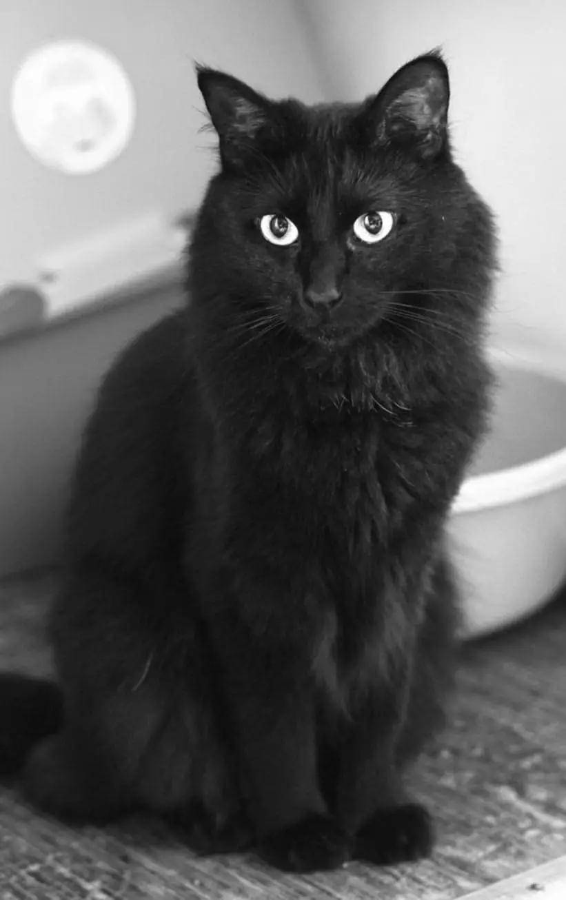 黑猫的颜值有多高?看到第一只我就被帅哭了!