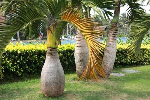 沁园入口处有几株极富热带风情的酒瓶椰,它们迎风摇曳,如同好客的主人