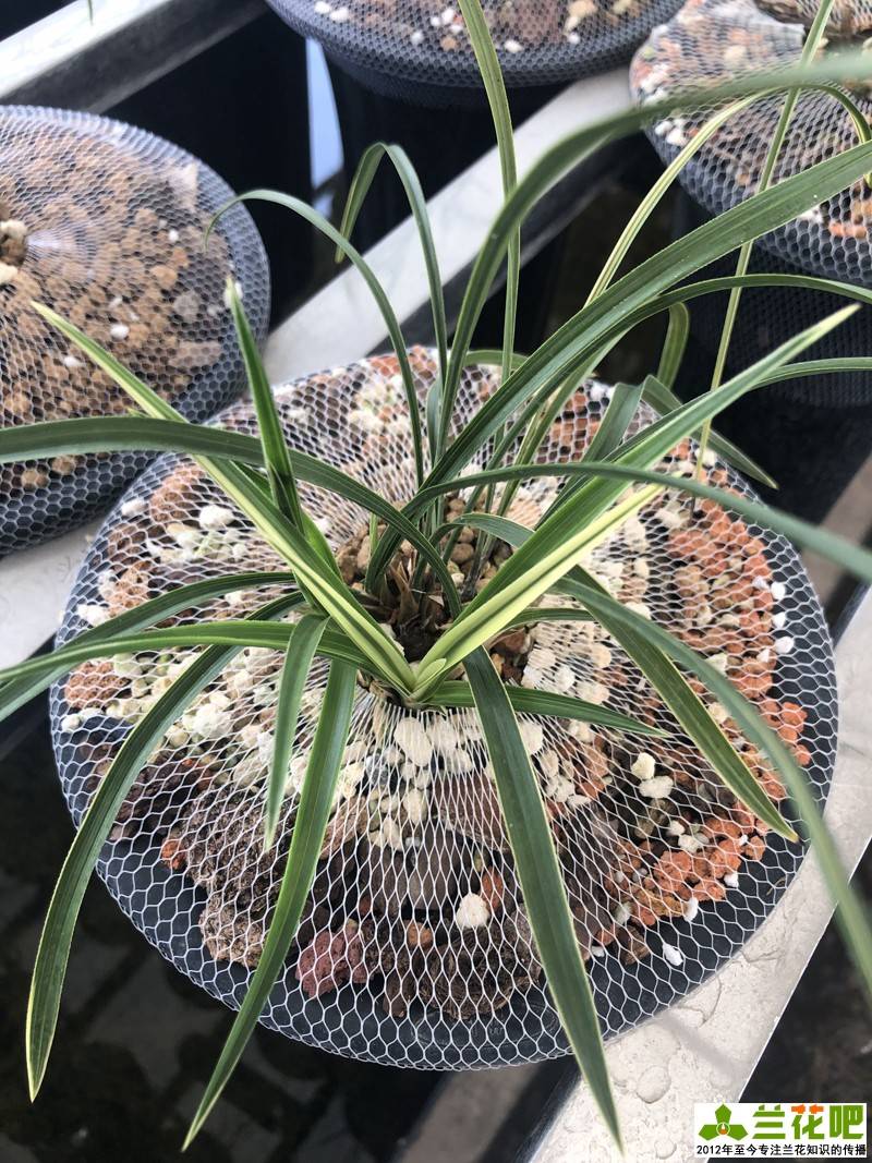 原创兰花植料分2大类,常见植料配比有3种,使用注意事项有4要