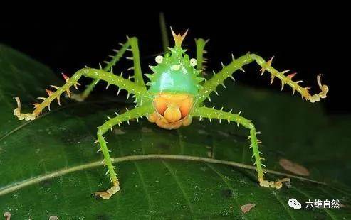 南美有一种凶猛昆虫全身布满吓人尖刺还敢张牙舞爪对峙猎食者