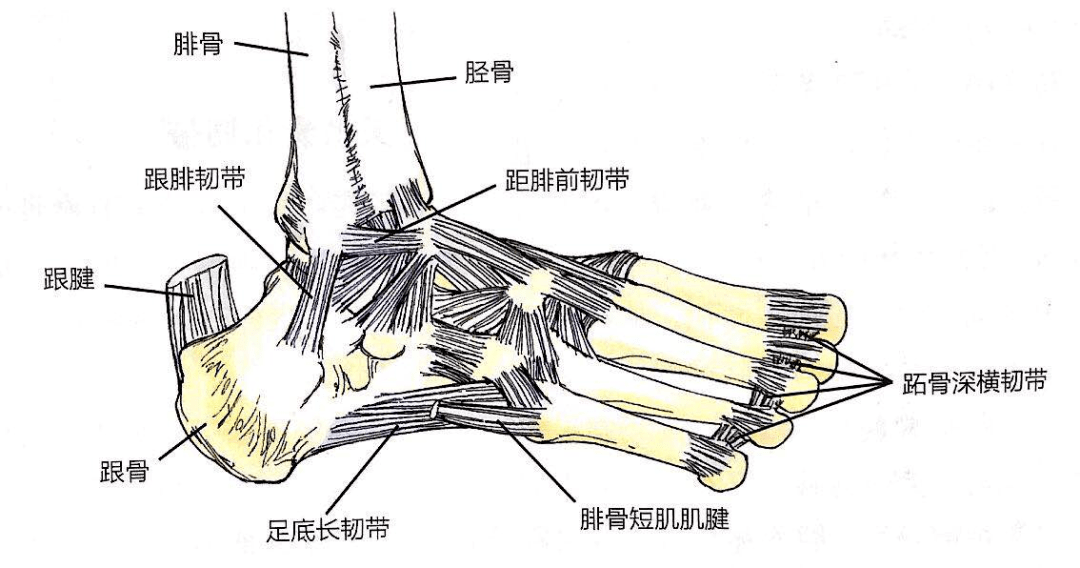 颈腰膝足痛盘点骨质增生症的4大高发部位及应对方法