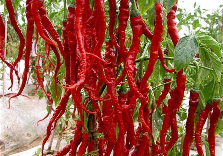 江西人吃辣有多厉害边泡温泉边吃辣椒在饭馆点菜都是默认加辣