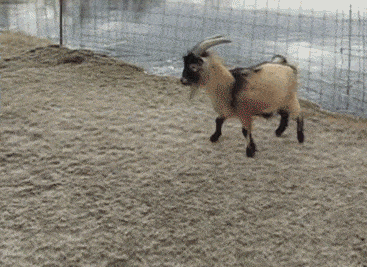 367_267gif 动态图 动图