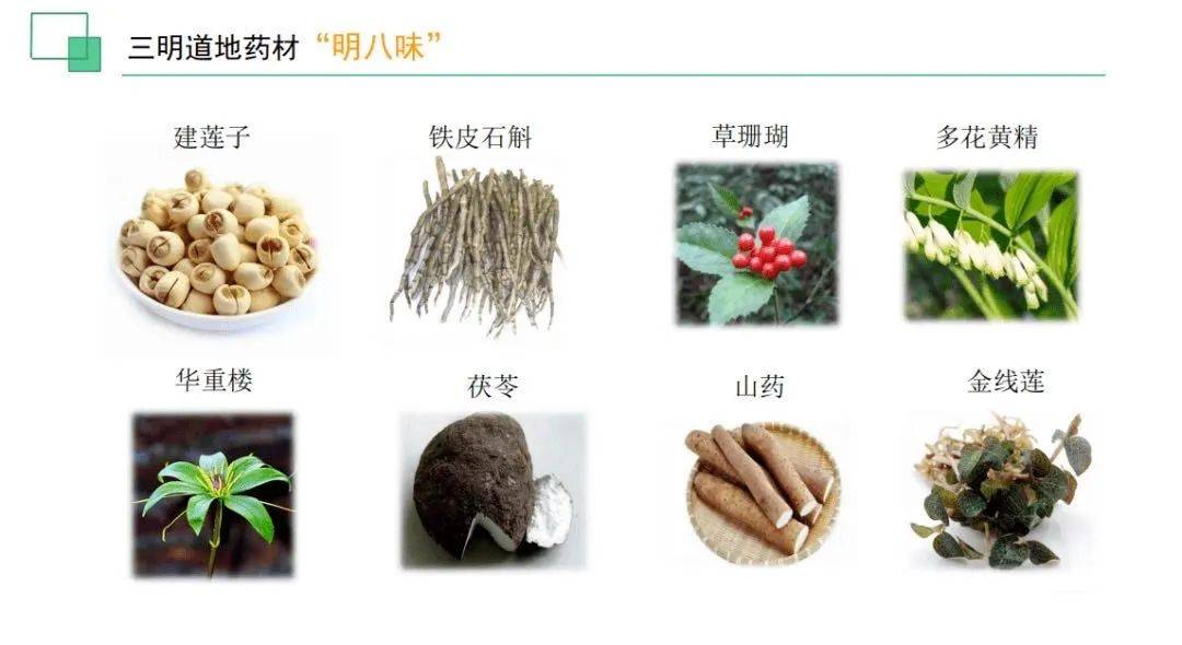 探寻草珊瑚苗在三明地区的培育优势