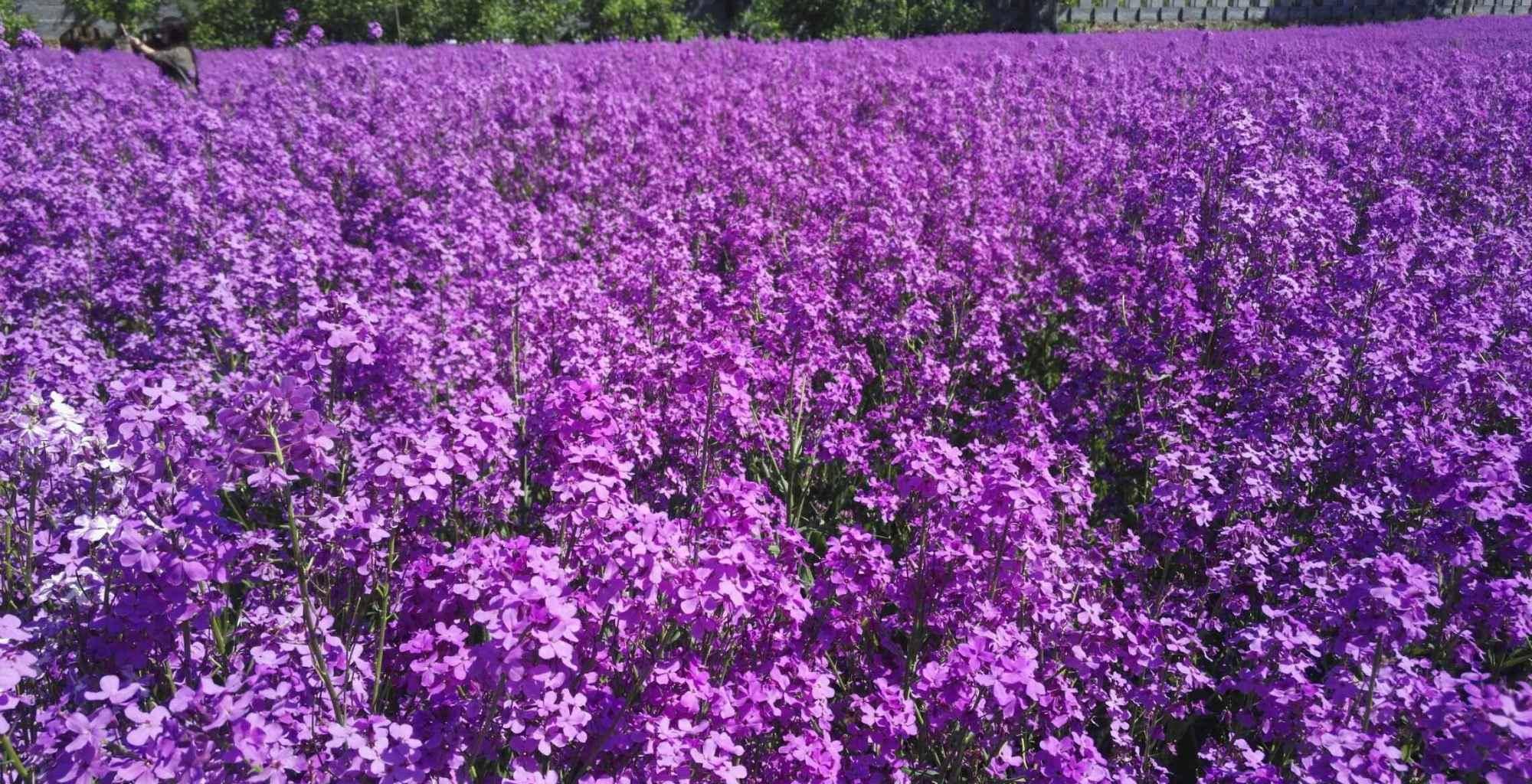 魏善庄紫色油菜花图片