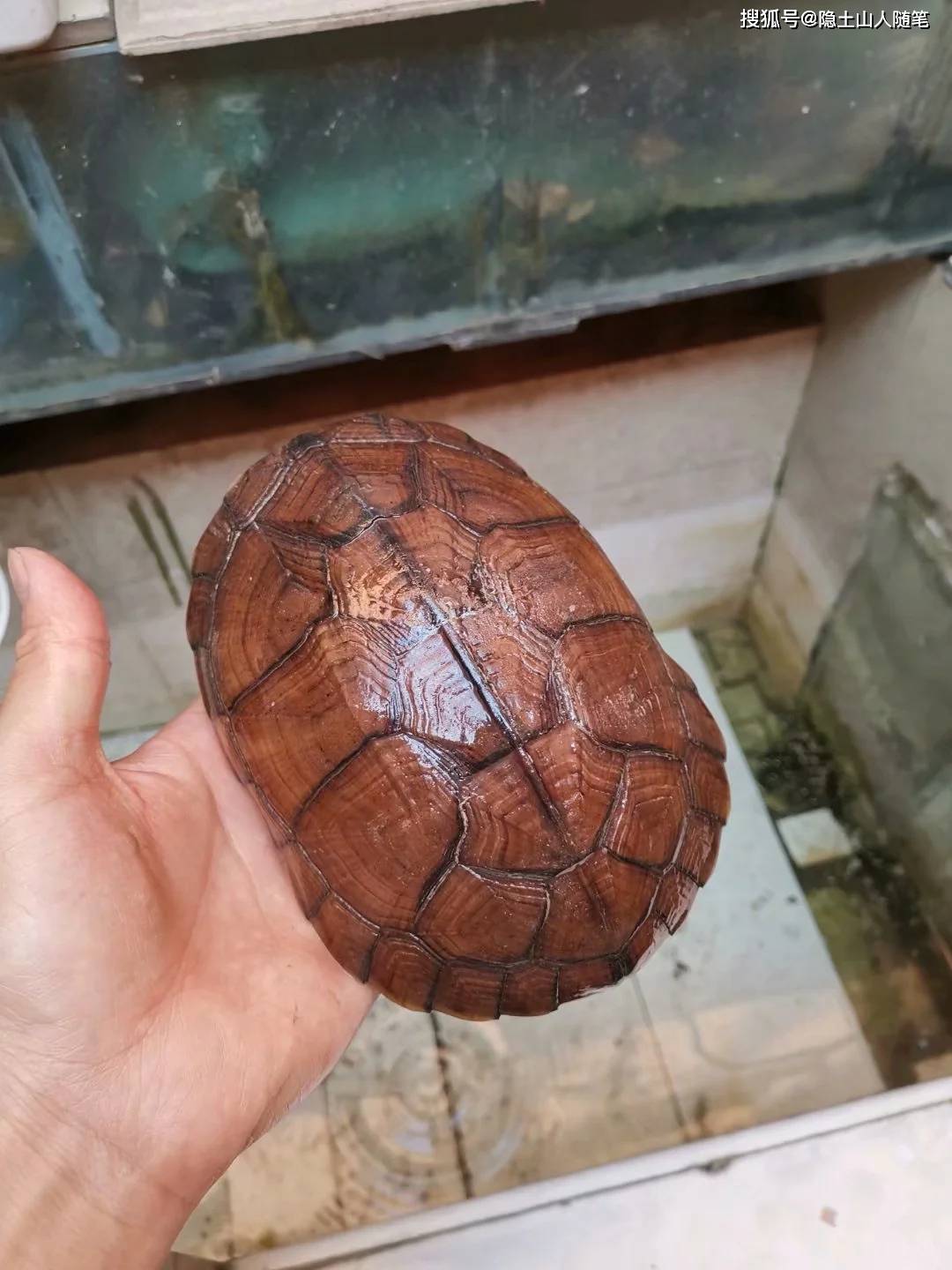 范例图:起因是最近有广东的龟友拿到我从小人工饲养的刀刻纹龟龟之后