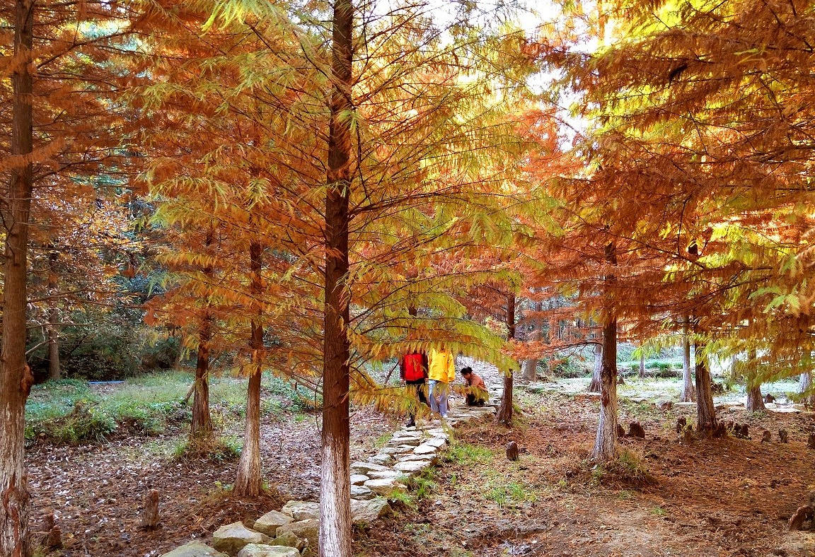 南京无想山,有一片火样的水杉林