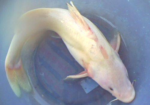 怀孕期间吃的10种最佳食物,可让婴儿变得特别聪明