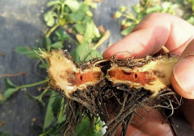 草莓死苗烂根怎么办土救星来帮助