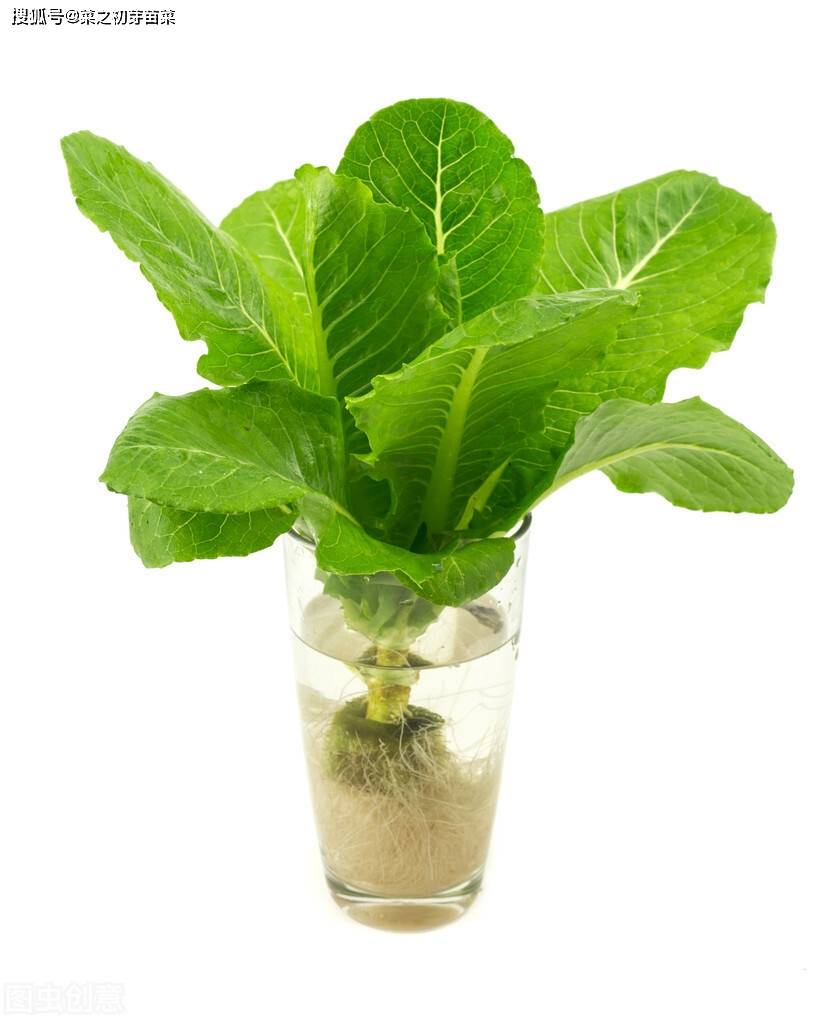 种植油葵苗芽苗菜的前期准备