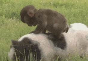 猴子骑猪逃跑gif图片