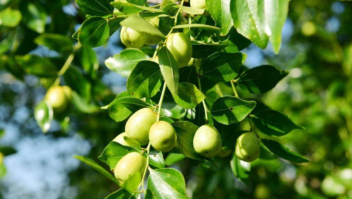 原创对于枣树这两种食叶病虫害要及时防治不容忽视