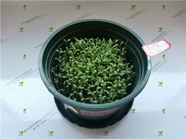 紫花苜蓿种子种植几天出芽?发芽率测试:种植后14天出芽报告