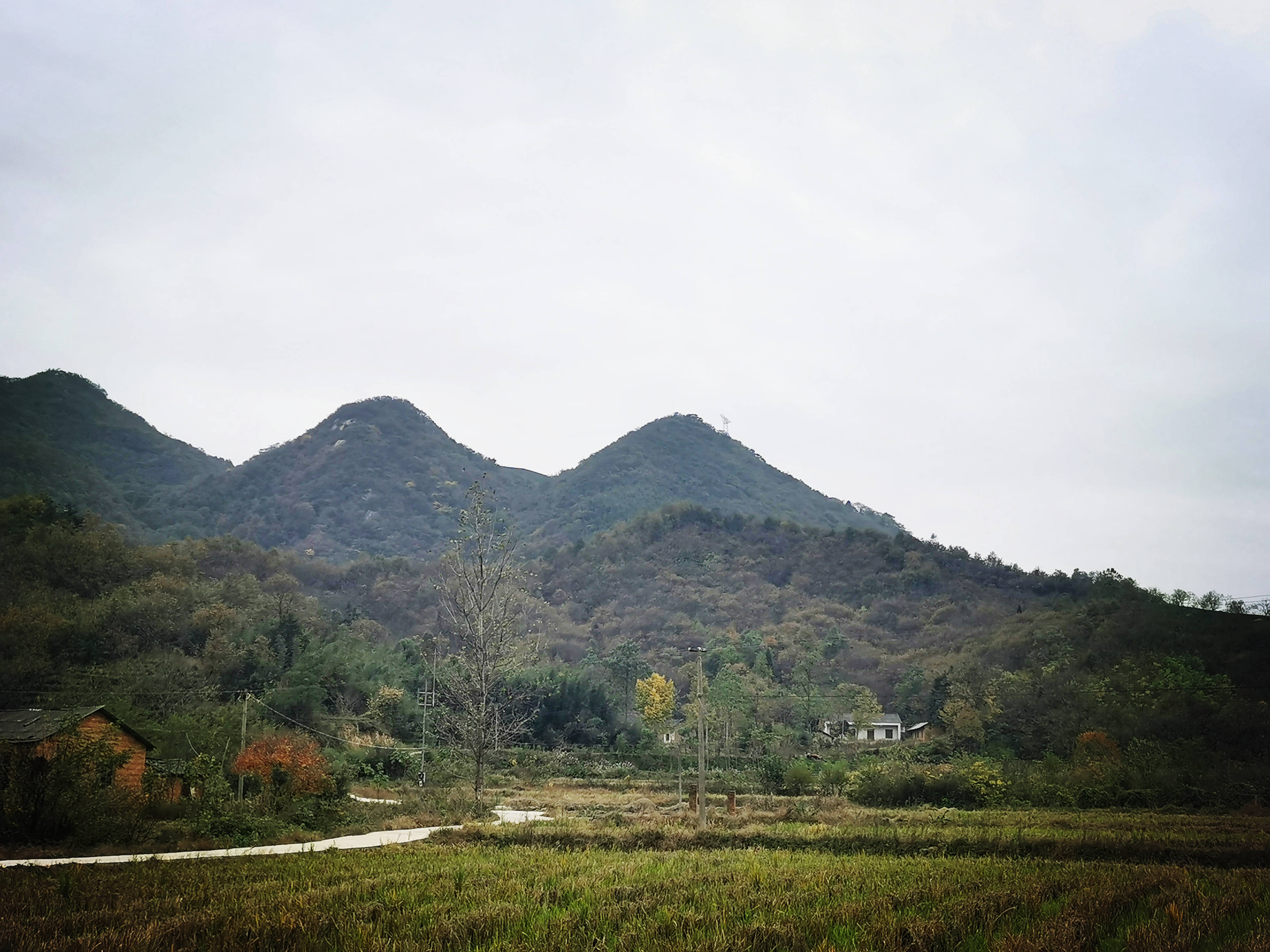信阳深藏大山的椴木香菇最原生态的绝味山珍满满的都是回忆