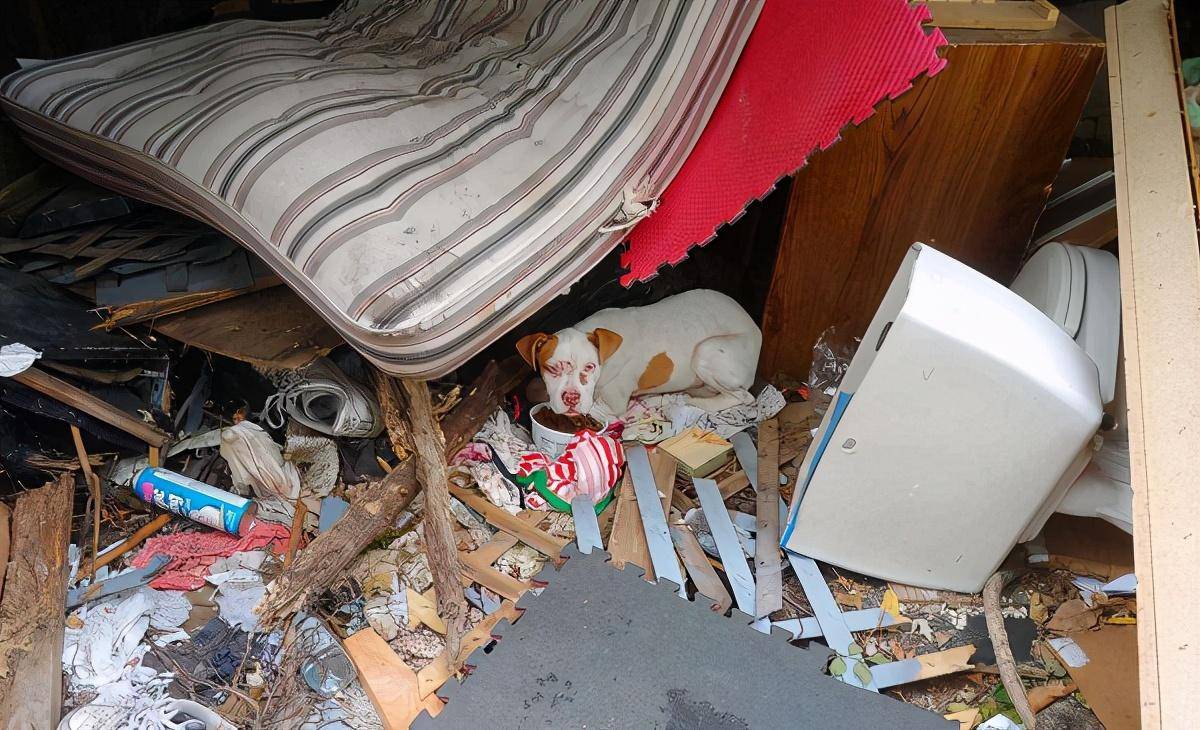 流浪狗睡垃圾堆,一看到救助人立刻冲上来撒娇:终于等到你