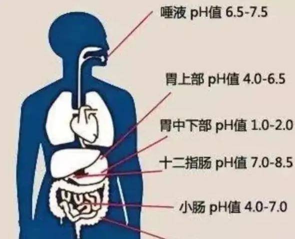 胃酸分泌过多或过少都是问题这样缓解是良道