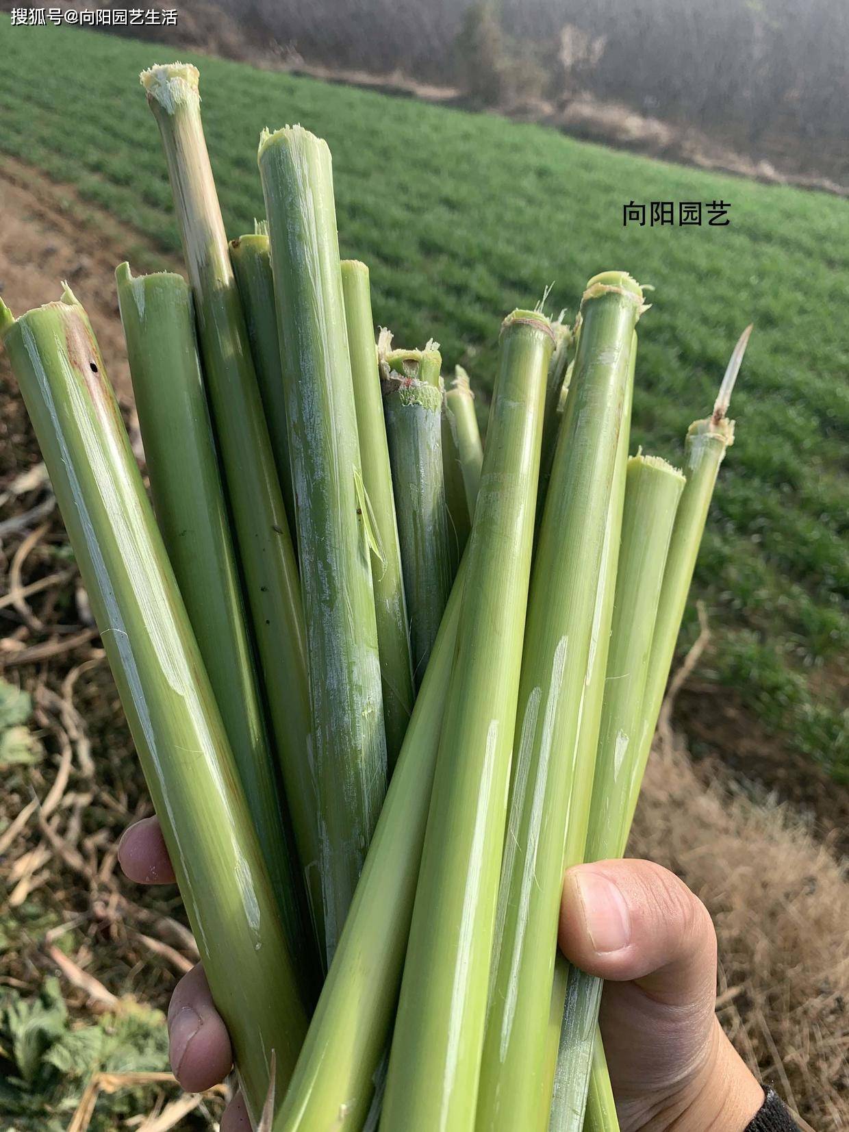甜过初恋的甜杆,有人说它是玉米杆,嚼一嚼再吐掉,有人吃过吗_甘蔗