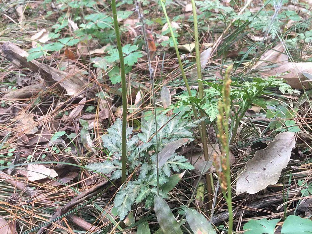 长得像芹菜,俗称蛇不见,野生的近百元一斤,很珍贵请珍惜