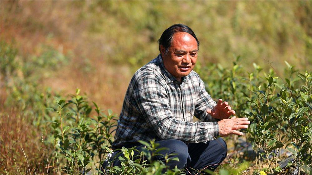 2018年5月,随着花垣县大力发展茶叶产业的冲锋号吹响,从麻拉村走出去