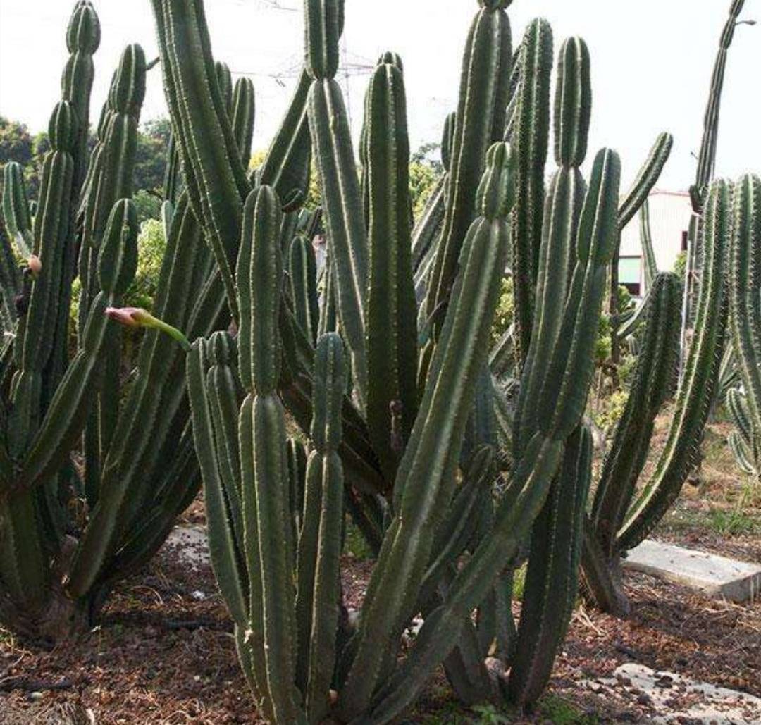 原创养量天尺掌握几个技巧长得高大粗壮威武又霸气