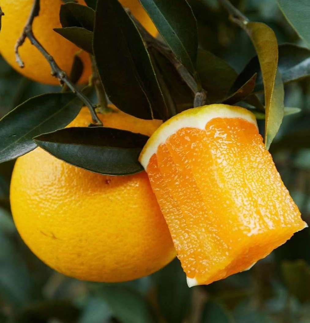 中国四大脐橙产地之一奉节脐橙脆嫩化渣橙香味浓