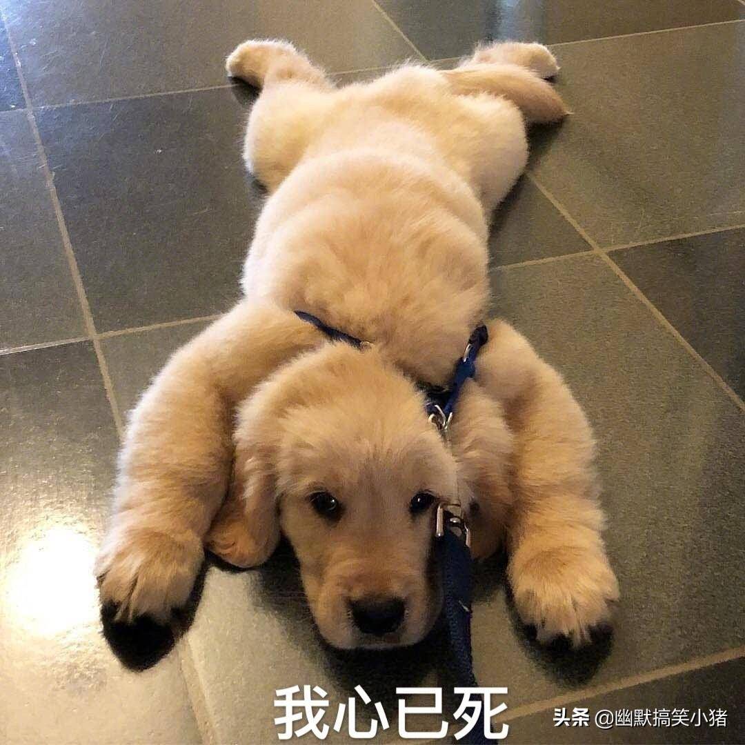 9.一波颓废可爱狗狗表情包(4p)8.【狗子喝酒蹦迪】酒是个好东西7.