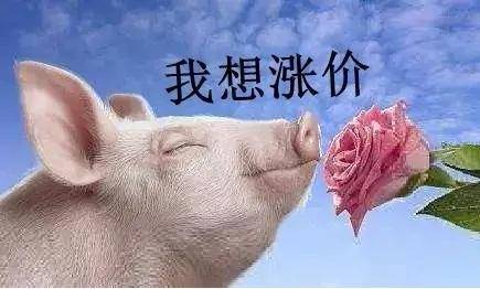 猪价全线飘红!3大消息!新一轮暴涨来了?