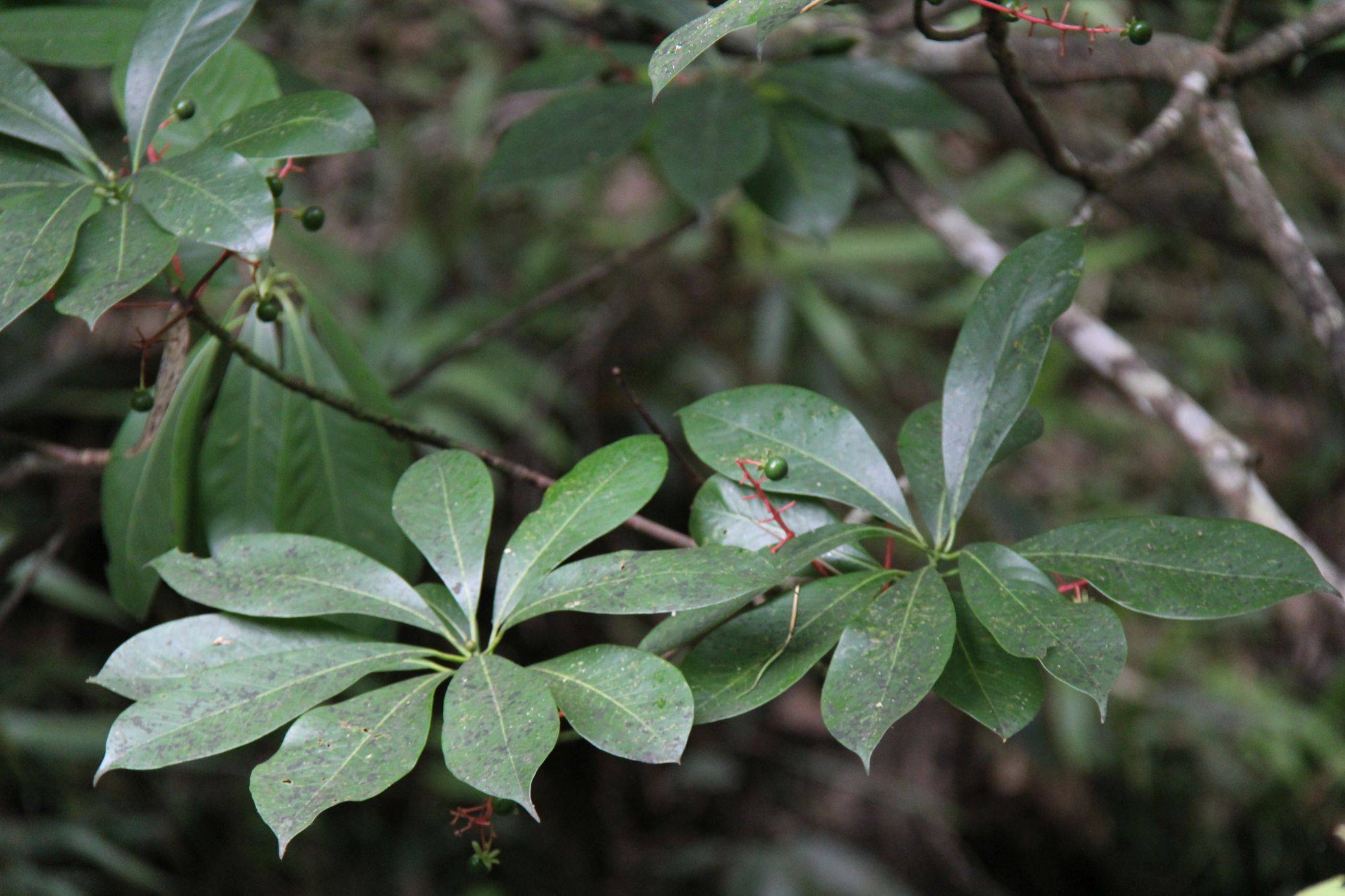 庆元植物1324樟科润楠属薄叶润楠华东楠