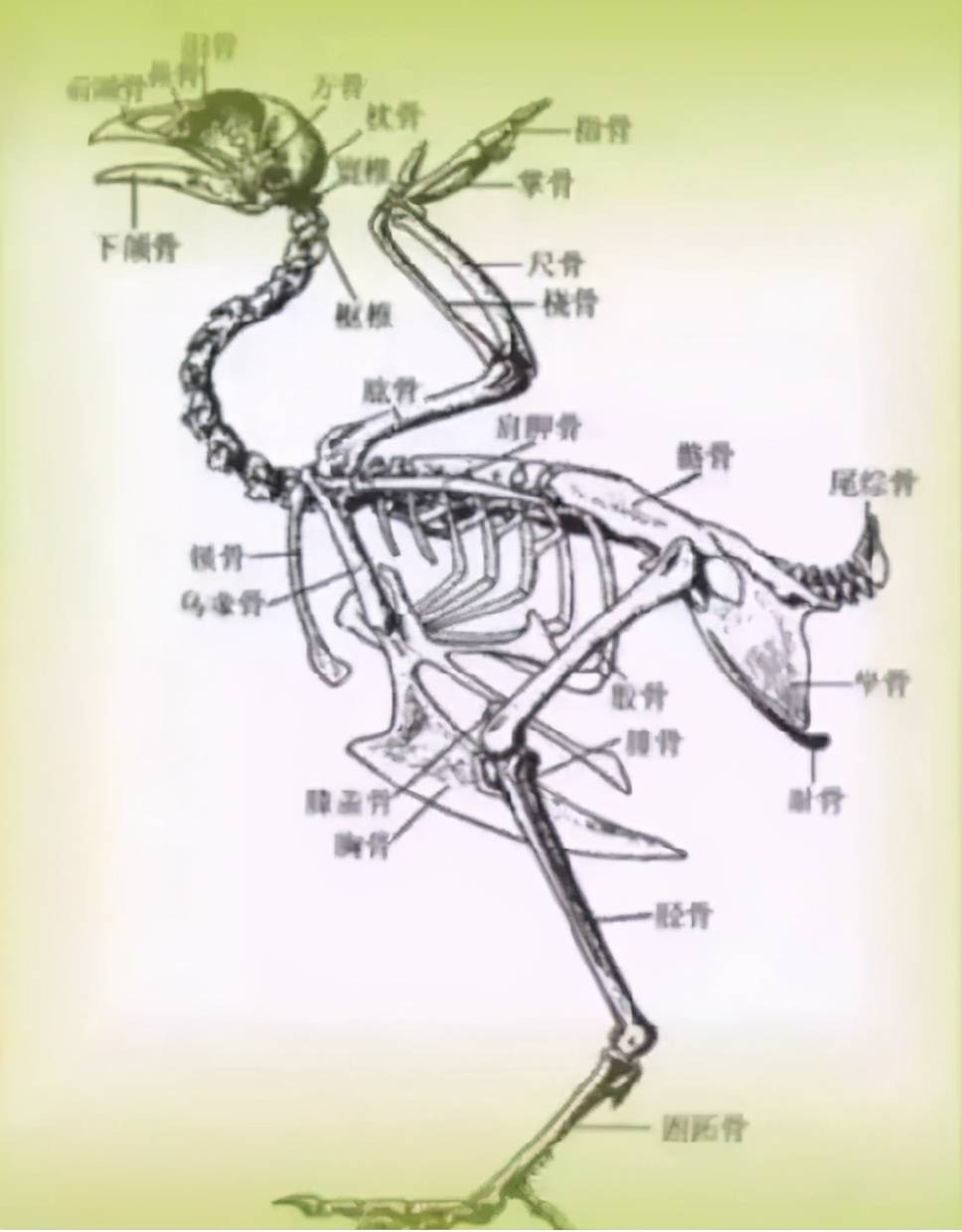 鸡骨骼解剖结构图片图片