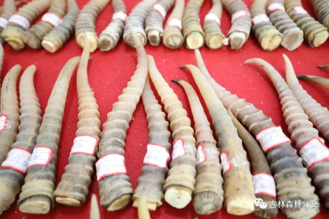 在吉林省临江市某药业集团一仓库内依法扣押疑似赛加羚羊角5041根,经
