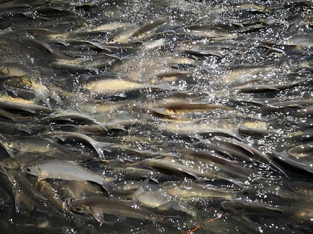 讯(记者 周澎湃 通讯员 赵志刚 朱琳)珍稀水产"达里湖华子鱼"开捕在即