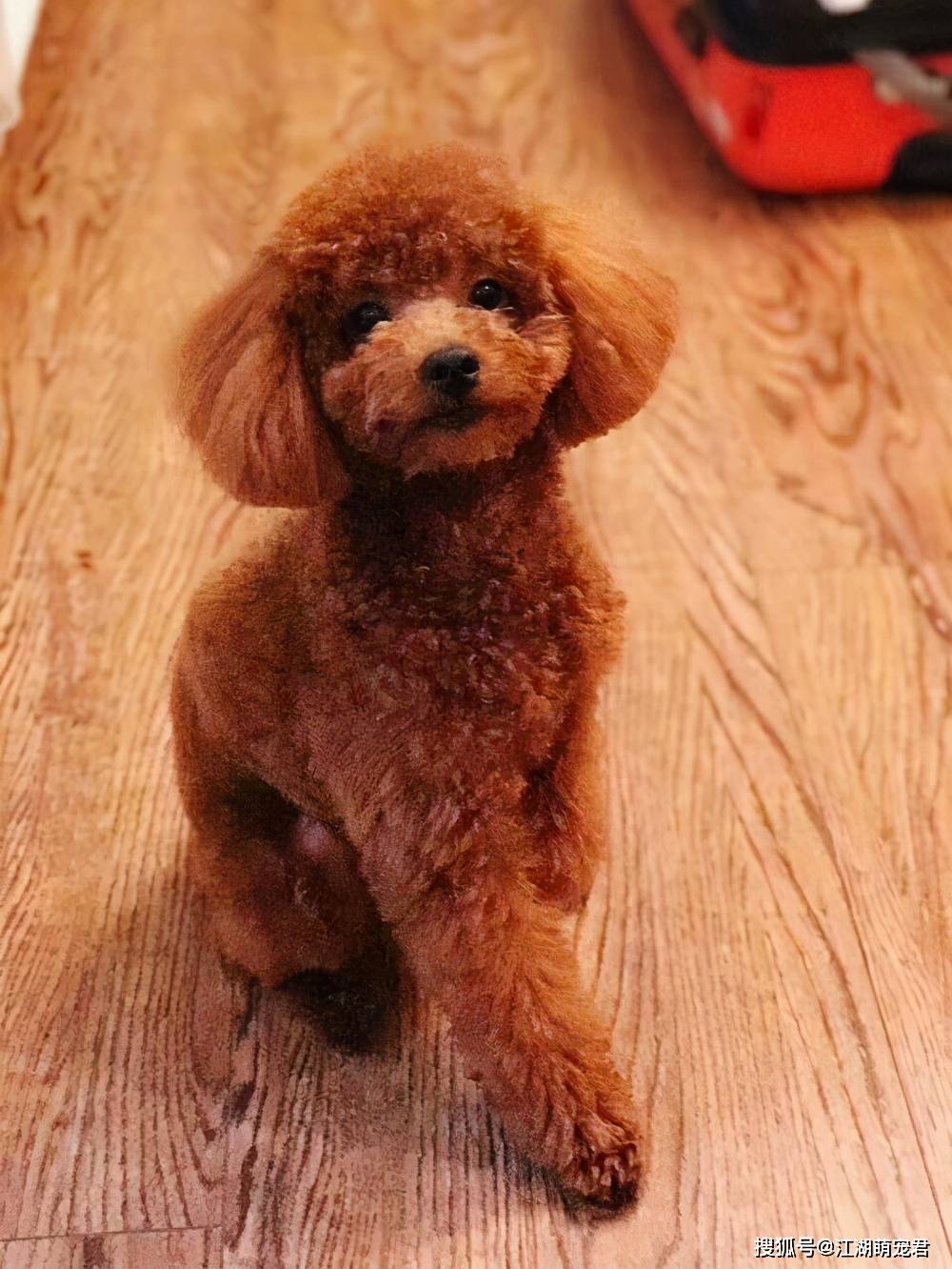 越爱泰迪,越不要做这些事,反而会害了它_狗狗