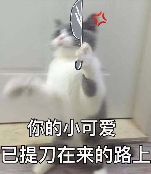 猫咪表情包合集你的小可爱已提刀在来的路上