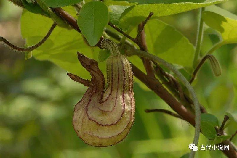 原创刘勇强蛊新人文小品小说