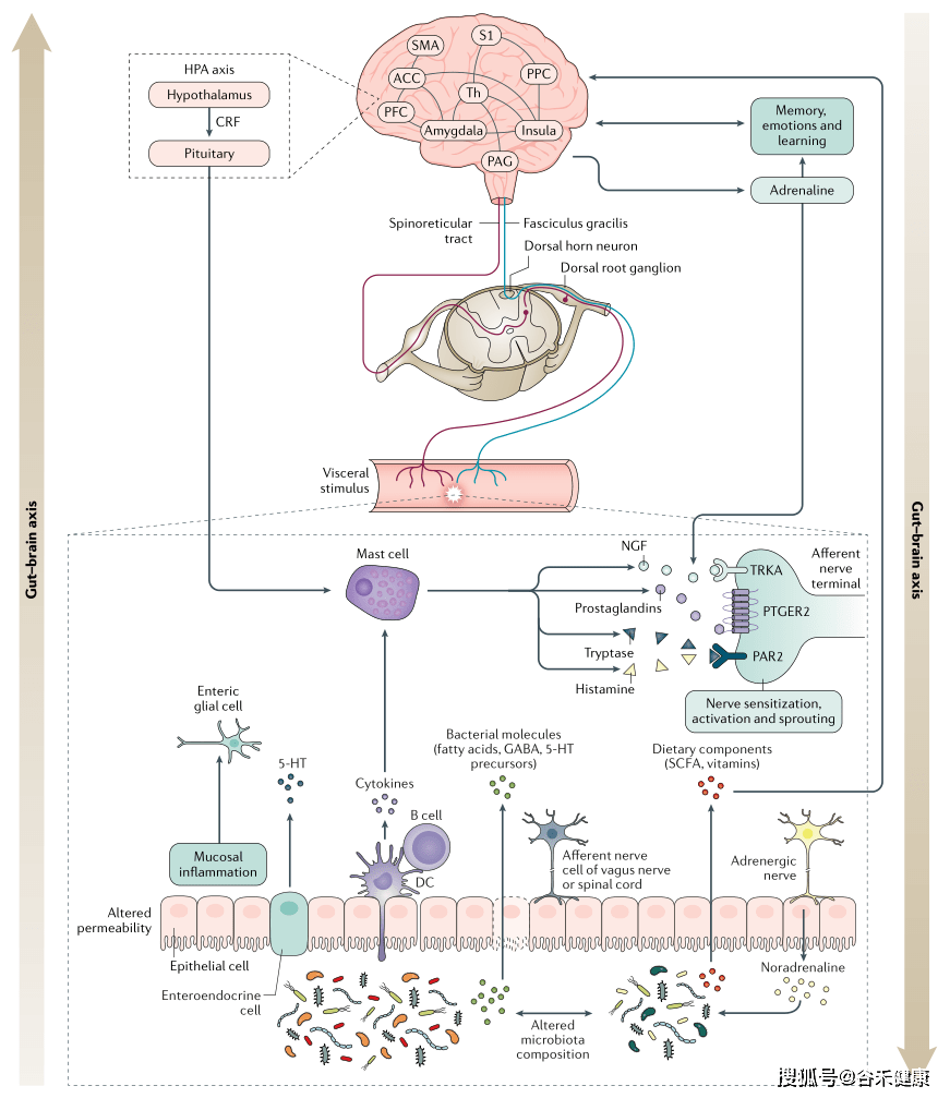 释放促生因子,包括5-羟色胺,组胺,ngf,蛋白酶和前列腺素,它们能够激活