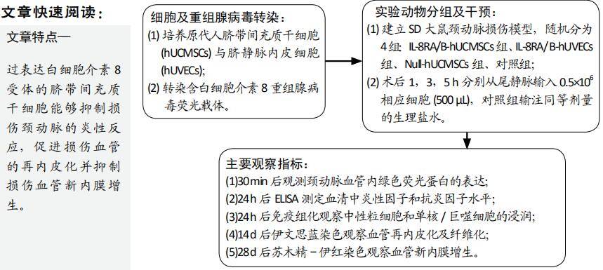 人脐带间充质干细胞过表达白细胞介素8受体可抑制炎症反应和促进血管