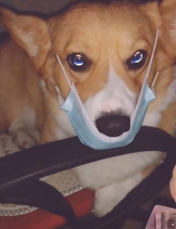 看来主人买到这只狗狗非常的好,看来是一只柯基犬,虽然戴着口罩,但是