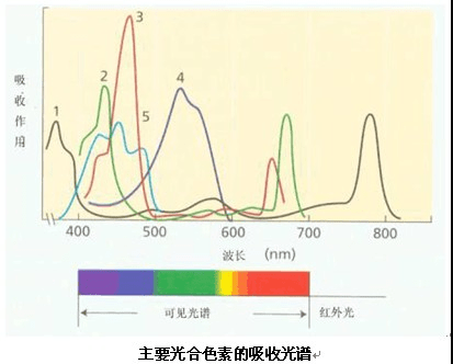 高中生物丨阳生植物,阴生植物的光补偿点,光饱和点