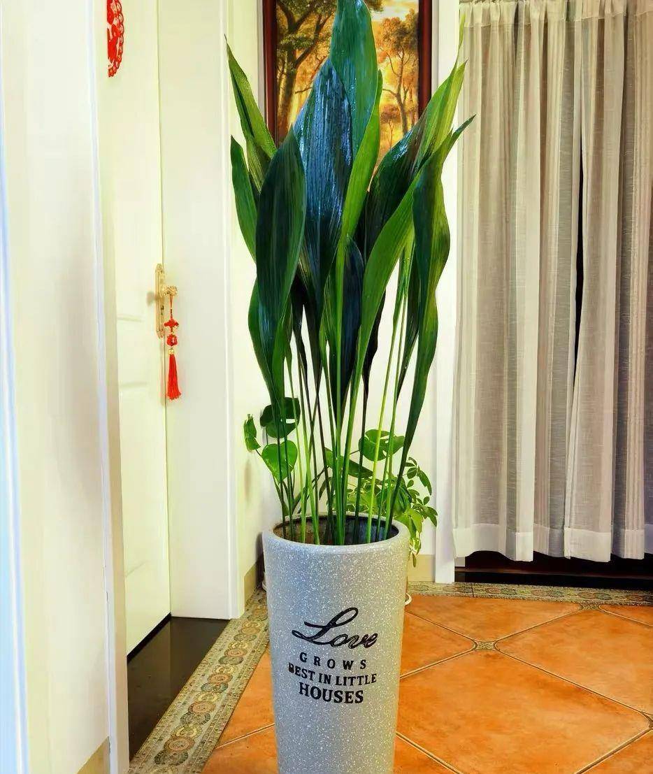 家里养盆一叶兰,耐阴又好养,清新又养眼,典雅又大方!