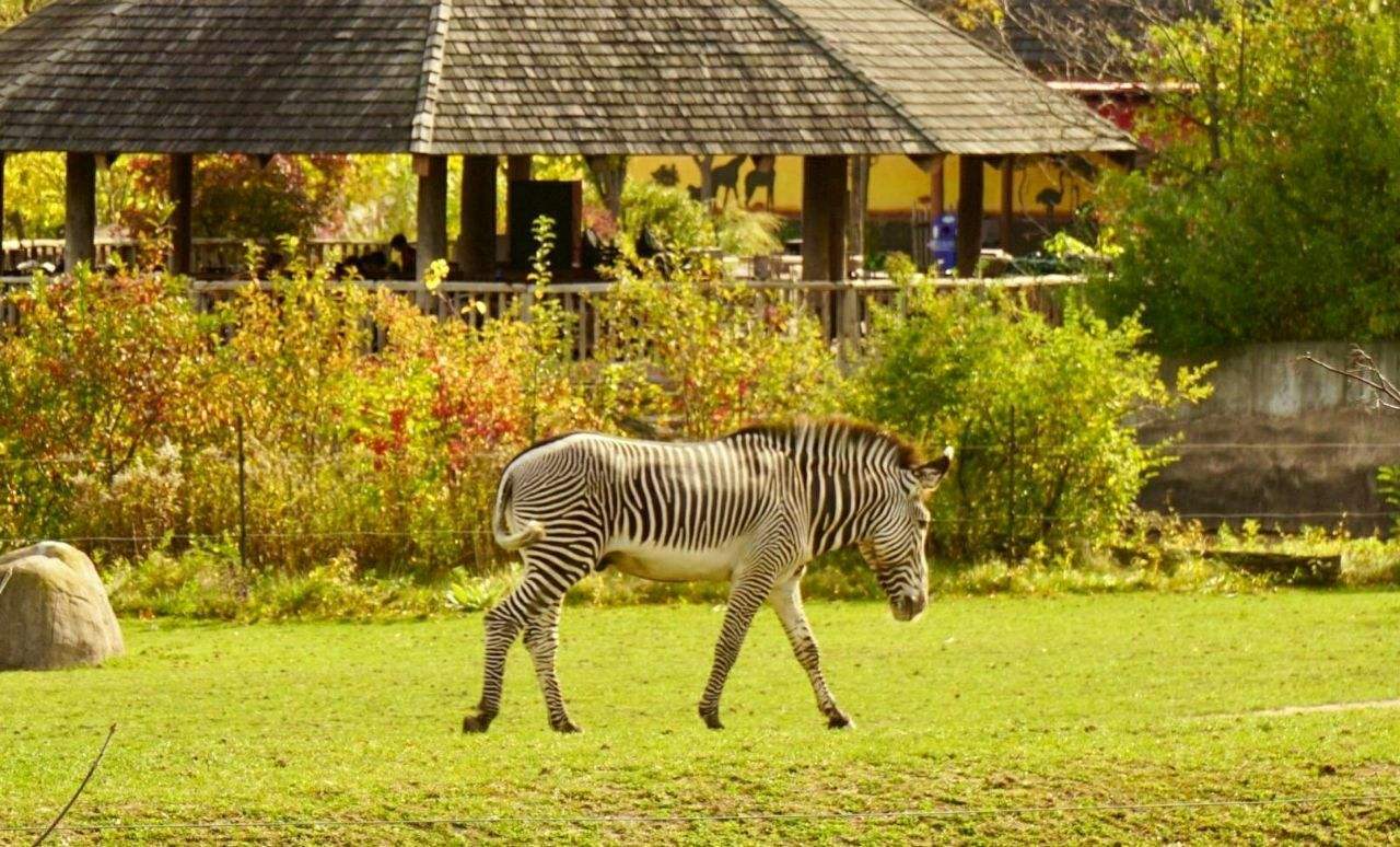 加拿大多伦多多伦多动物园