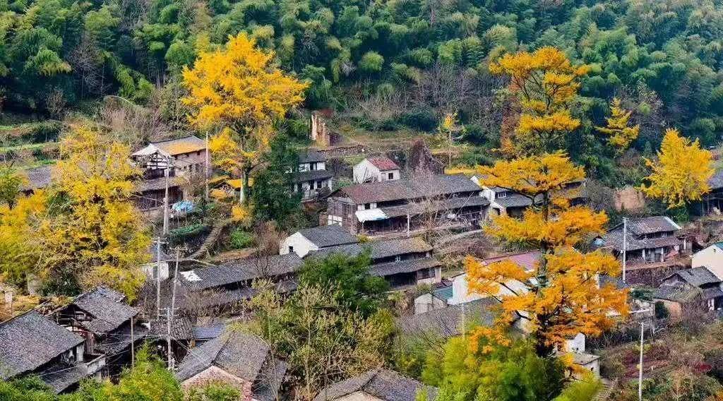 想看富有韵味的银杏,要来浙江省宁波市余姚市鹿亭乡龙溪村大年细细