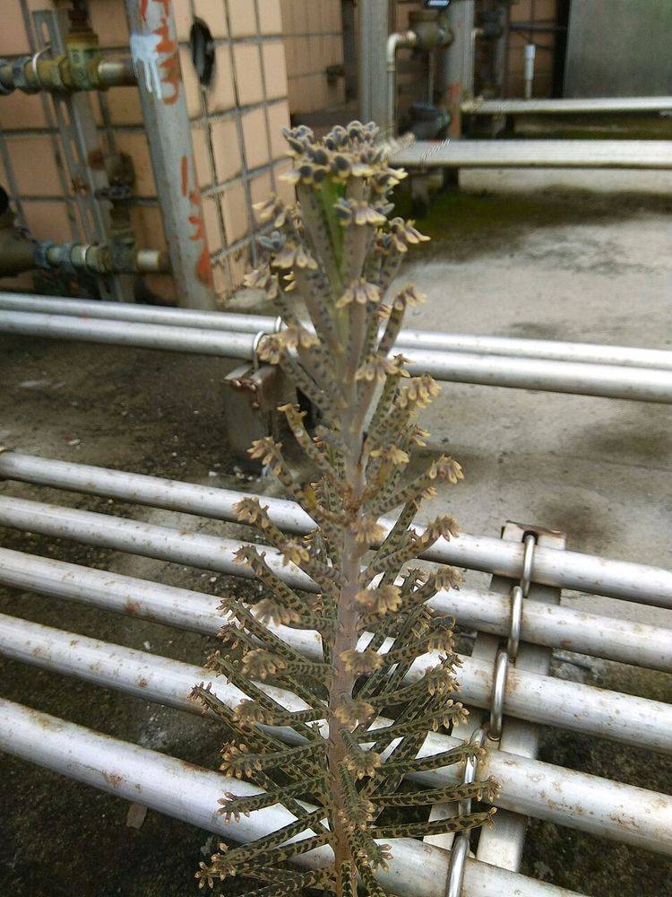 原创王姨家的楼顶因为1种植物出现泛滥最后很难清理