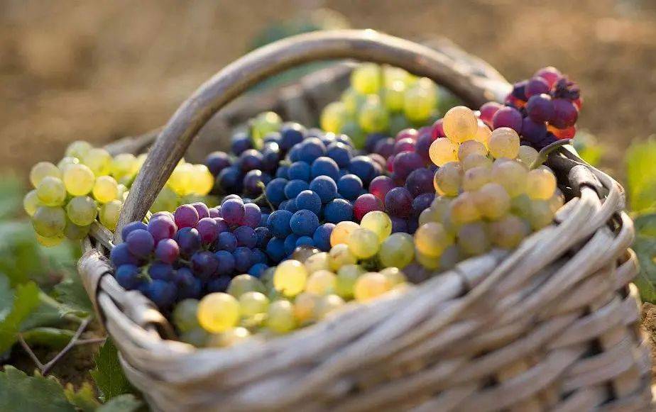 "波尔多混酿"是世界上最受欢迎的混酿葡萄酒之一