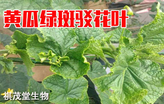 無毒無藥殘防治黃瓜綠斑駁花葉病毒病的用藥說明_檢疫