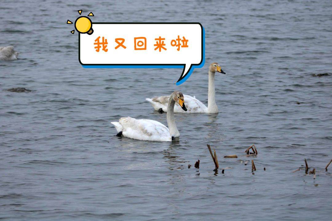 不是年轻人不讲武德 你不懂这套路的美丽!_天鹅湖