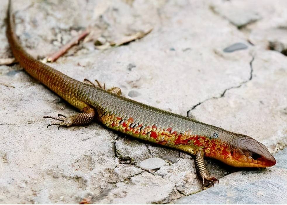 原创80后农村娃的宠物山泥鳅过去很常见如今价值珍贵很少见